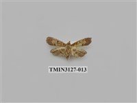 藏品(螟蛾246)的圖片